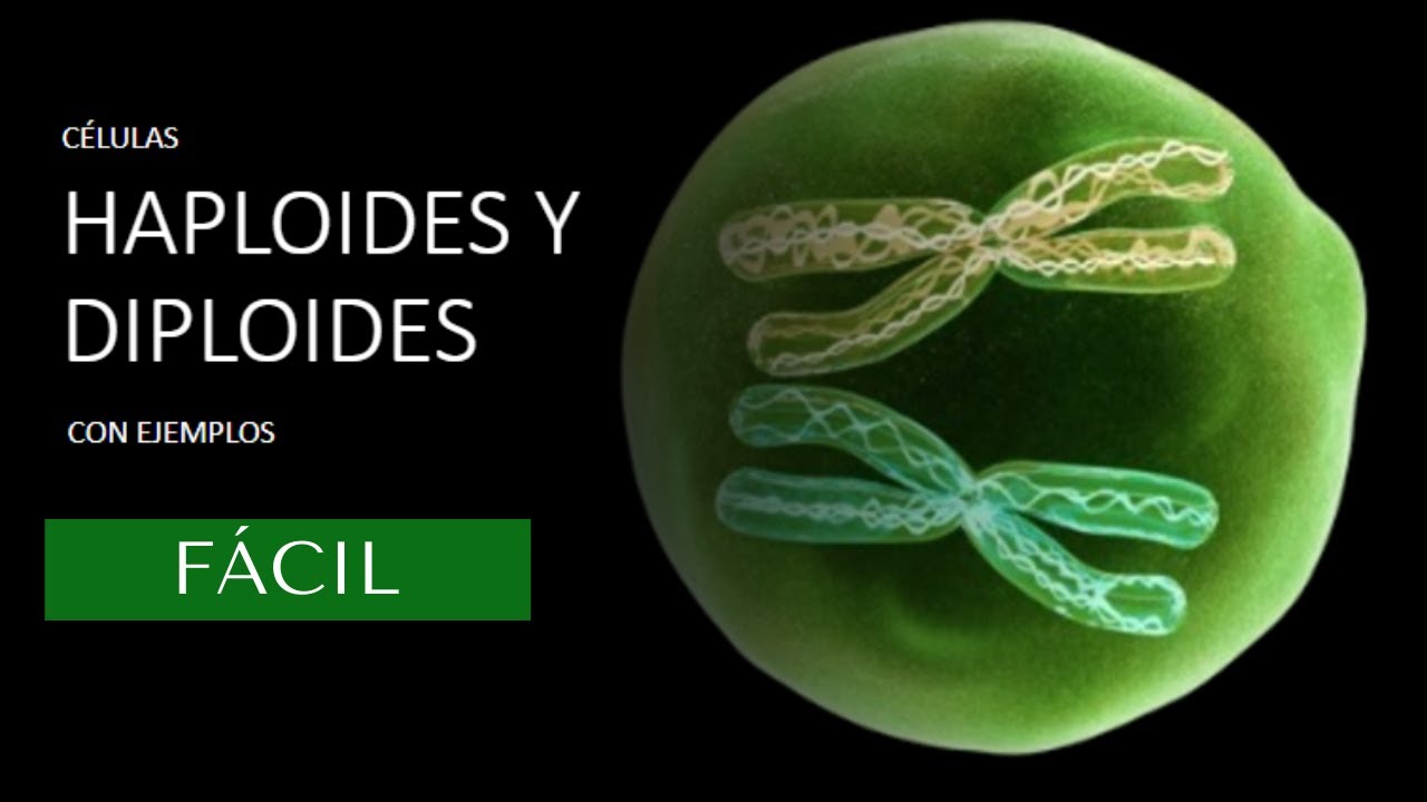 C&eacute;lulas haploides y diploides. Con ejemplos.