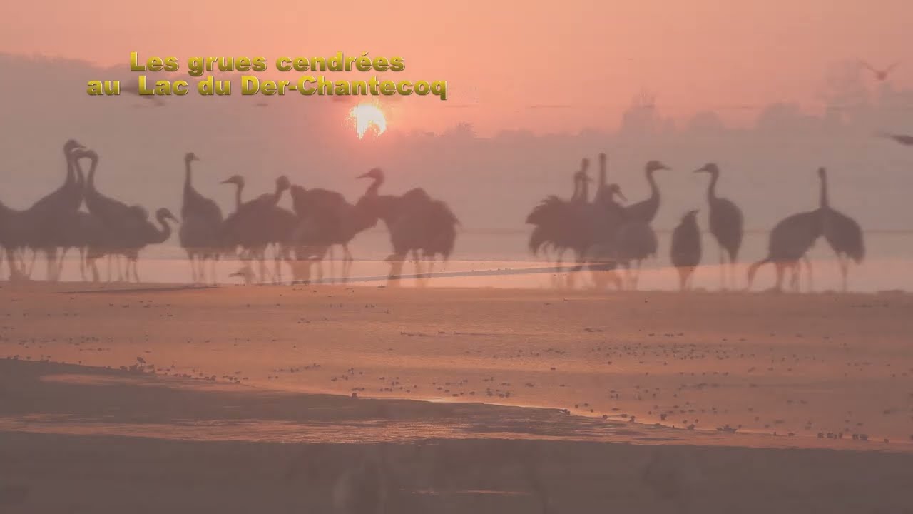Grues cendrées au lac du Der  Marne  (film 28)