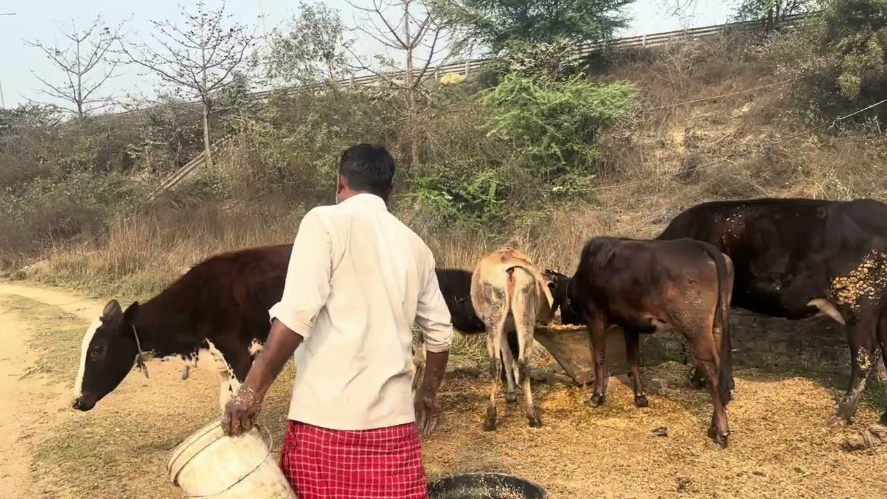 Radhe Radhe gau sewa l