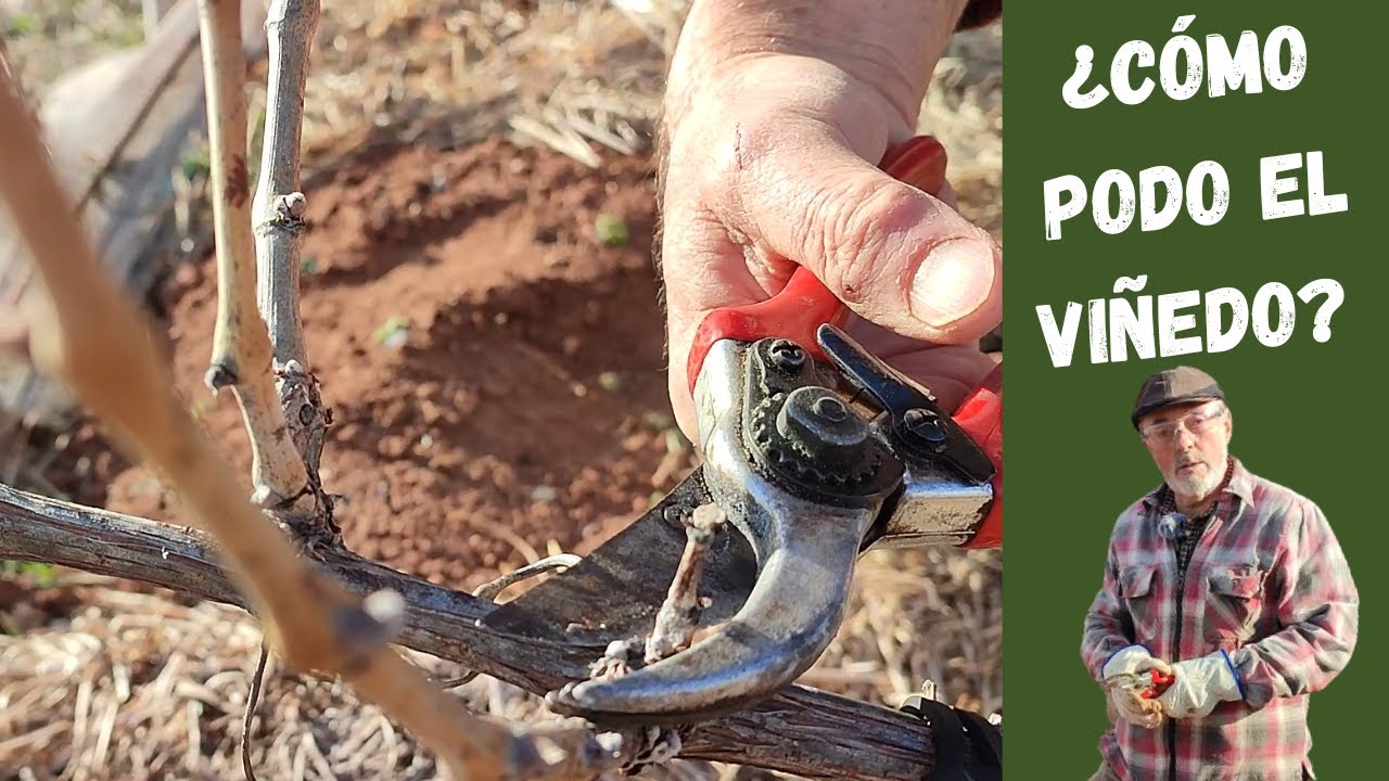 CÓMO PODAR LAS PARRAS en espaldera y vaso | Tutorial para iniciarte y no liarla
