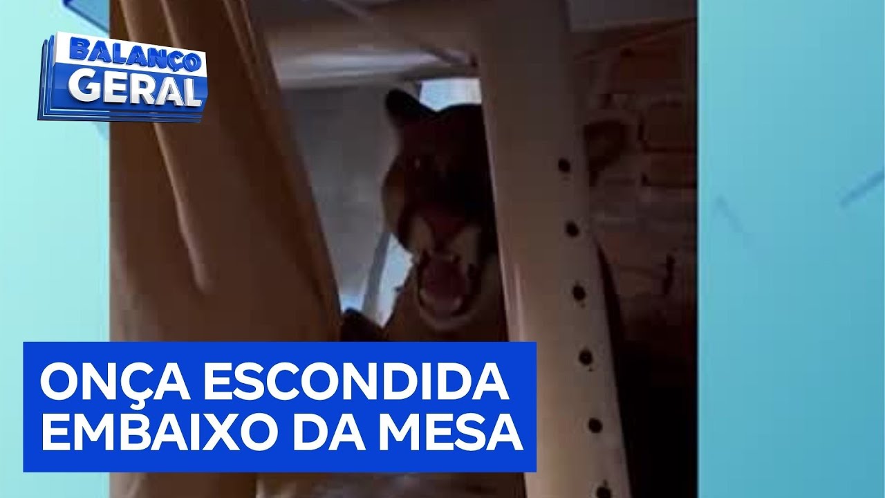 Onça invade casa no Paraná e se esconde embaixo de mesa
