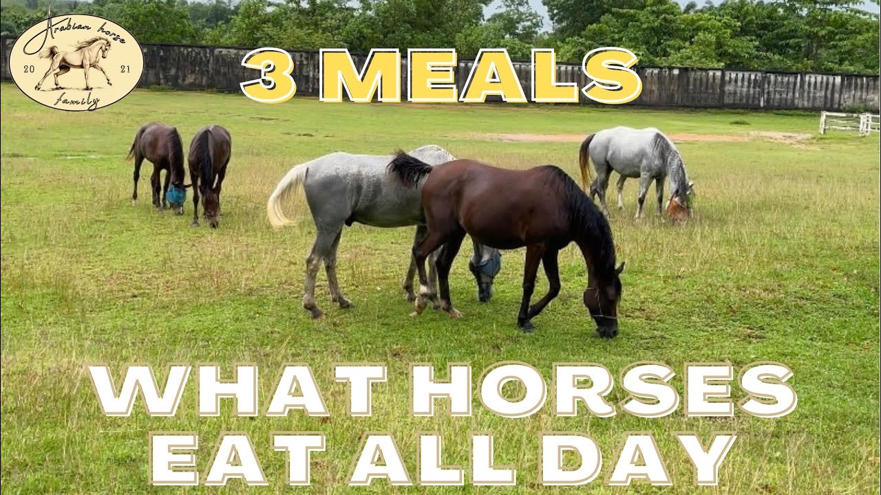 What our Arabian horses eat in a day 🐴🌾 Breakfast, lunch, dinner