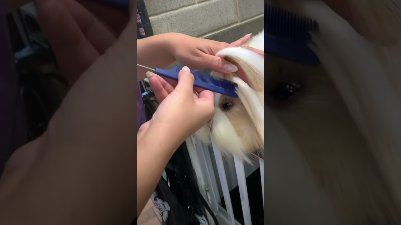 Shih tzu dog hairstyle | super | styling | makeover grooming