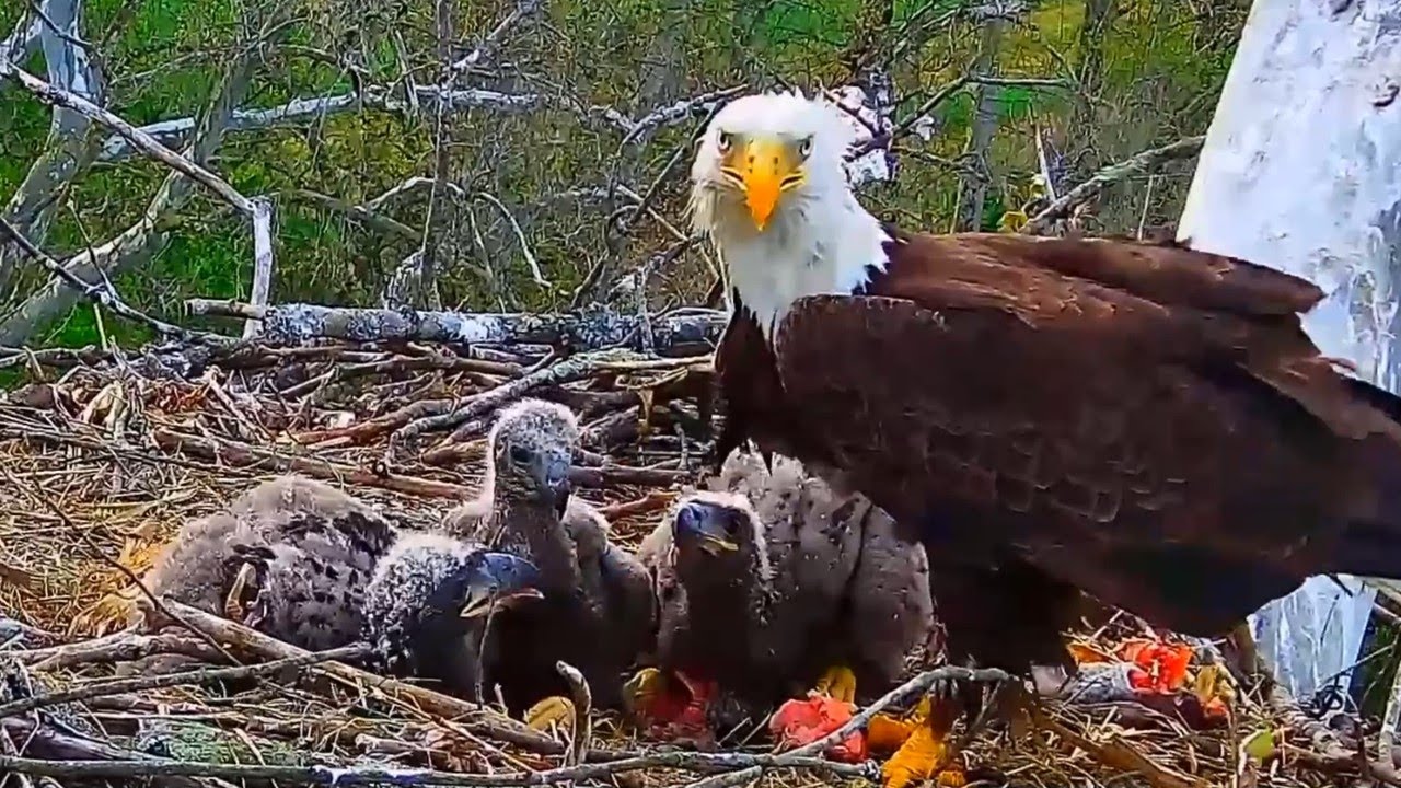 EP#164 #baldeagle Review birds in nest with nature #birdslovers #birdsounds #birdsnest #wildbirds