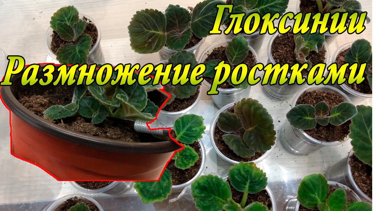 Глоксинии. Размножение ростками