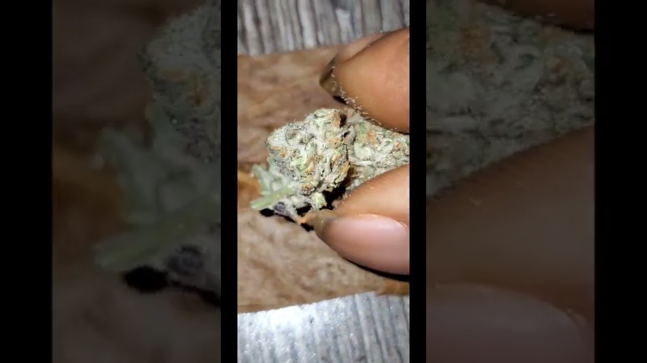 Cuban Empanada Flower Review Cuban Crew