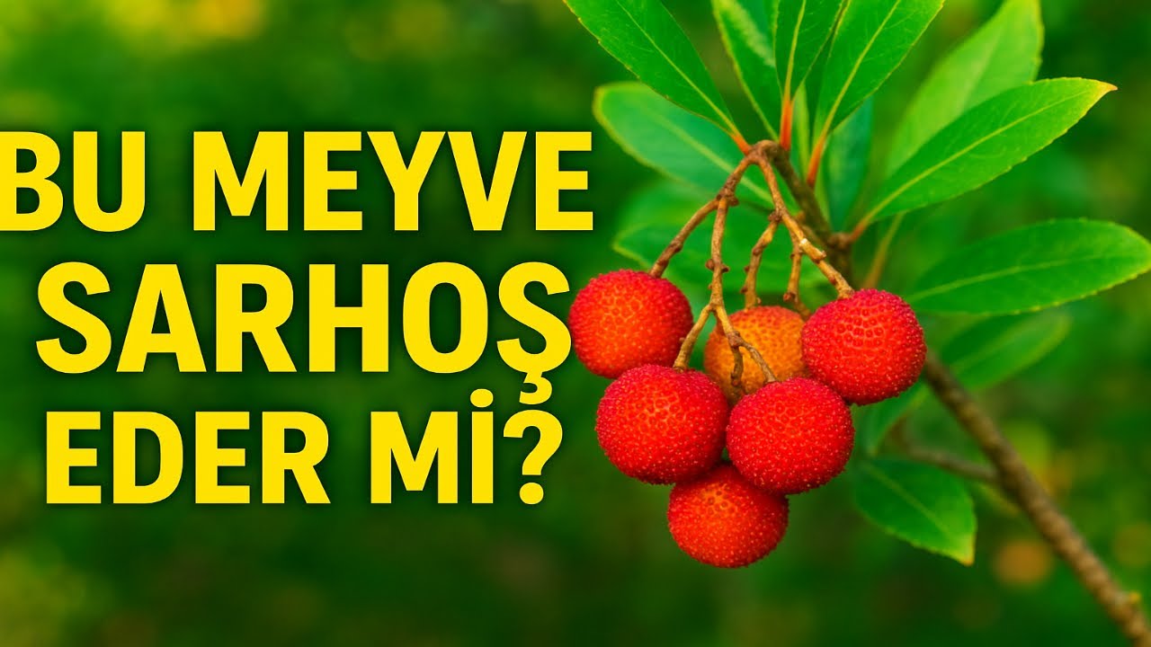 DAĞ ÇİLEĞİ Gerçekten Sarhoş Eder mi? Kocayemiş’in Şaşırtıcı Özellikleri! #ArbutusUnedo #keşfet