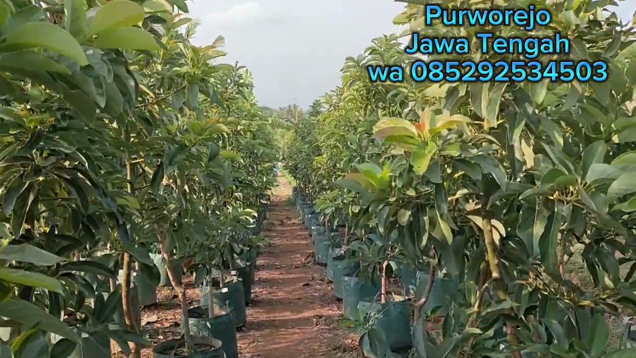 bibit alpukat Miki tinggi 1,7 mtr sampai 2 mtr harga harmonis