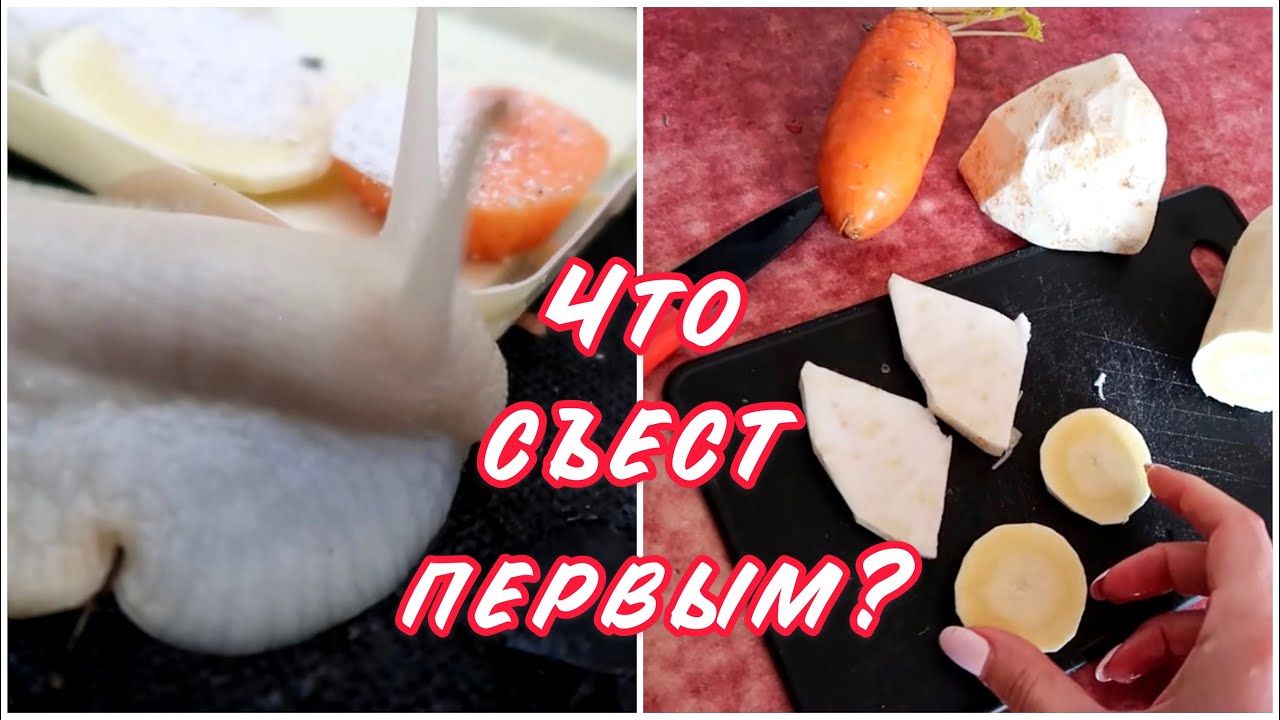 ЧТО ВЫБЕРЕТ УЛИТКА ИЗ ЕДЫ? УБОРКА У УЛИТОК АХАТИН