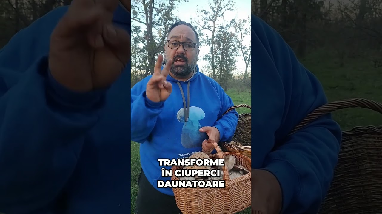 Culegere Ciuperci  Coșuri vs  Recipiente – Secretul Calității!