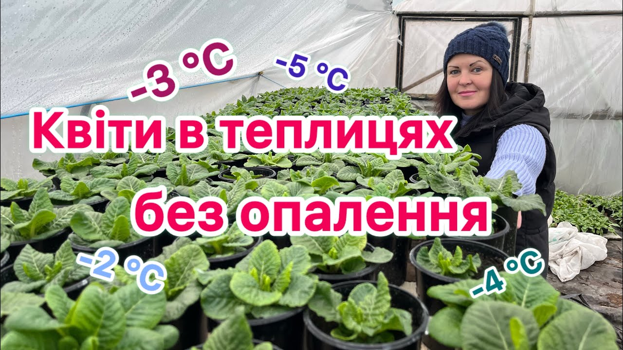 Квіти в теплиці без опалення