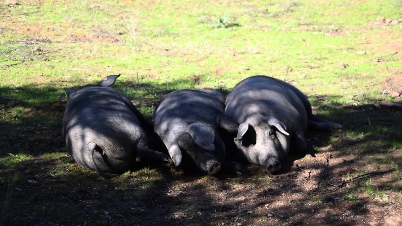 Das Geheimnis von Huelva - Travel tip Spain