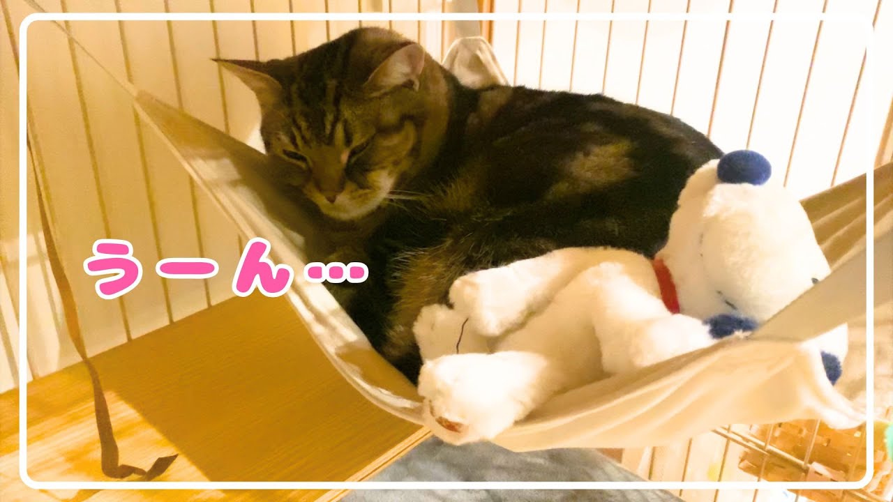 【ほっけ】気分転換したい日もあるようで。笑【アメショ】#猫