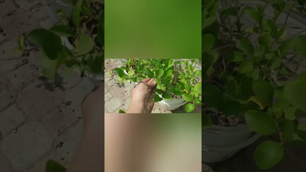 Garden at backyard in muscat- tamil