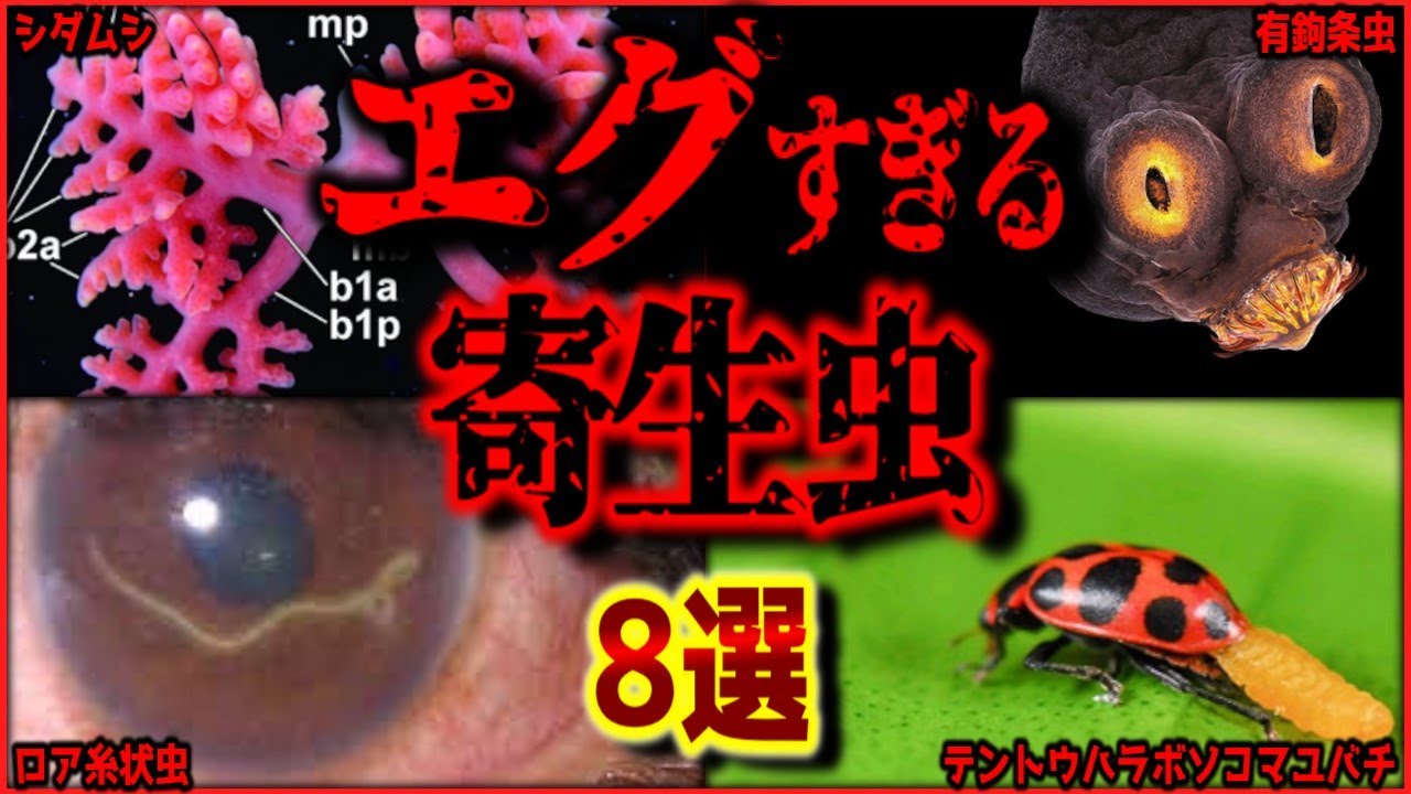 【閲覧注意】姿も生態もエグすぎる脅威の寄生虫 8選【ゆっくり解説】