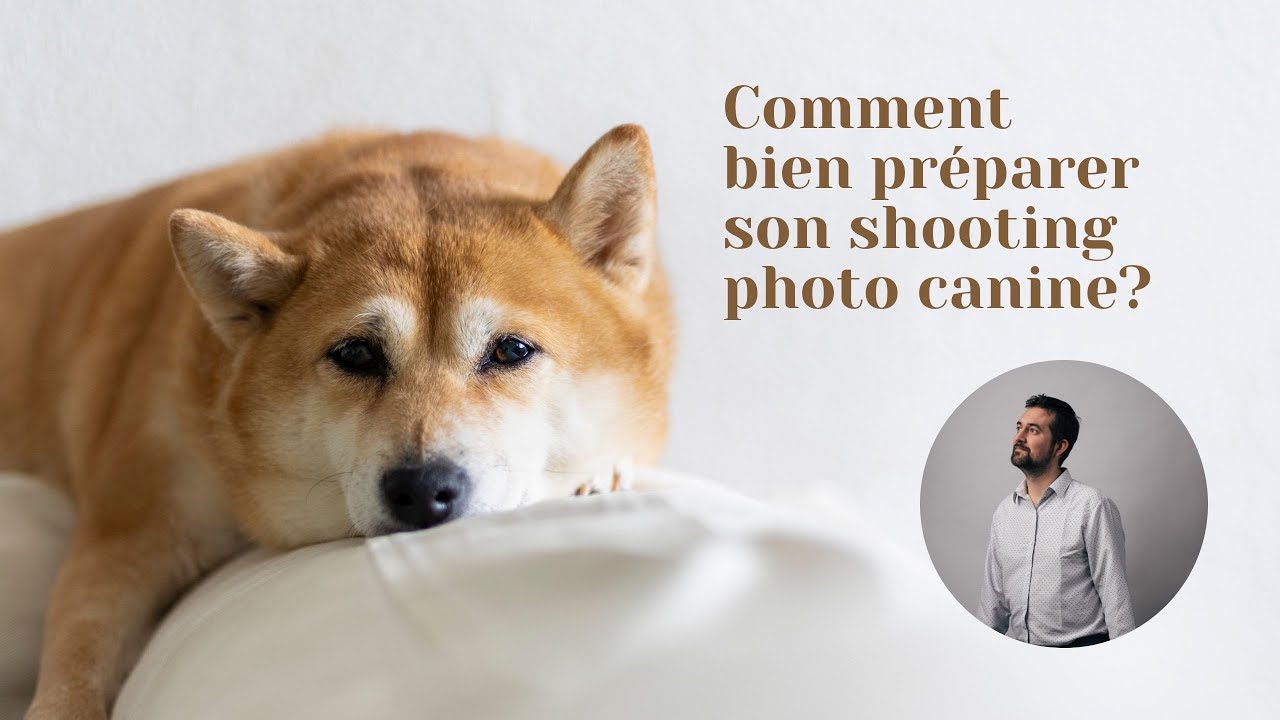 Comment bien préparer son shooting photo canine?