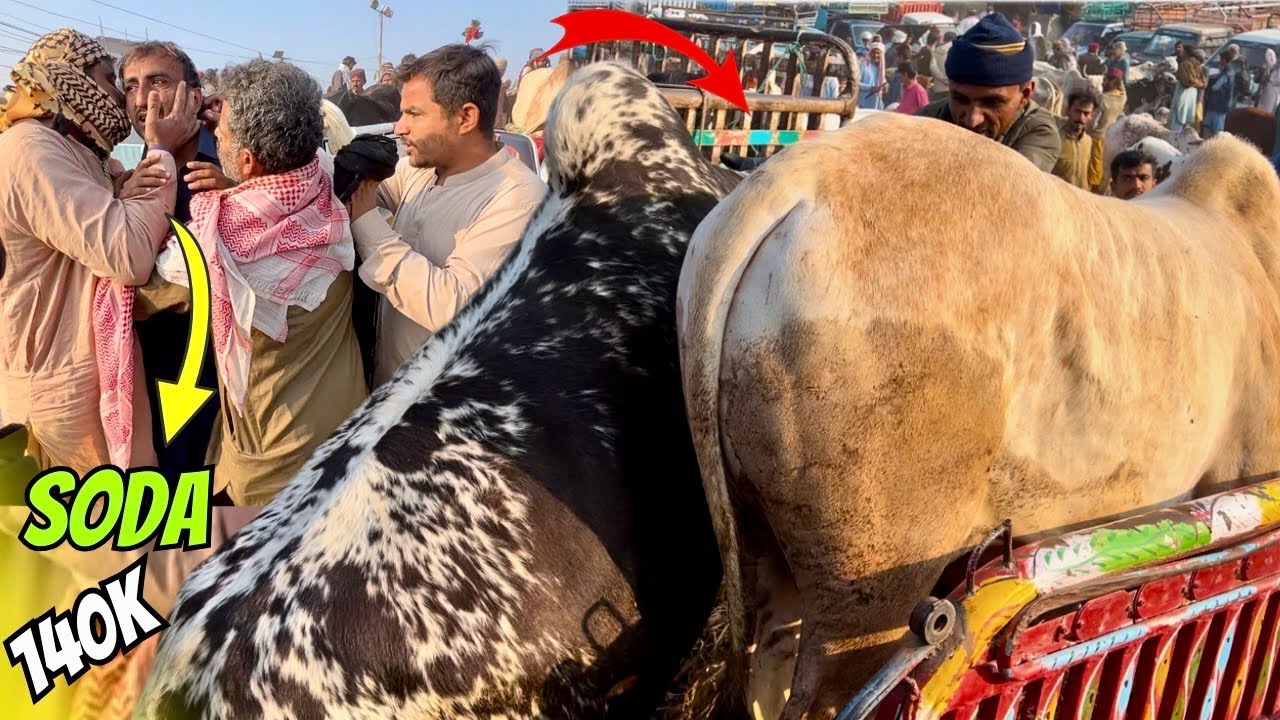 Malir Cow Mandi New Rates Update 21 January 2025 | Qurbani Season 2025 | Karachi Mawashi Mandi 2025
