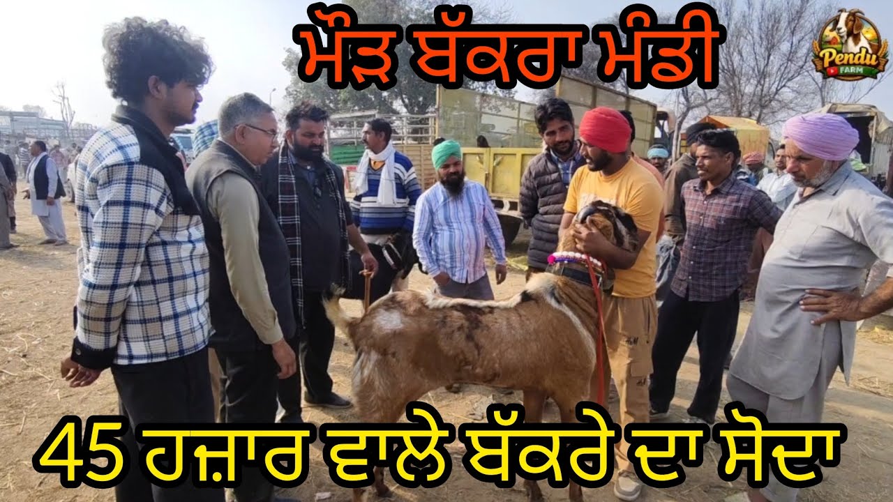 45 ਹਜ਼ਾਰ ਵਾਲੇ ਬੱਕਰੇ ਦਾ ਸੋਦਾ Maur Bakra Mandi #live_sauda #goatfarm #dairyfarm #farming #rajudirba 