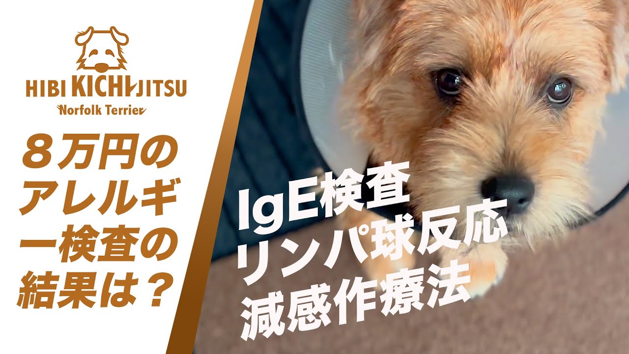 愛犬キチ  アレルギー検査を受けました(結果の詳細)【 dog ノーフォークテリア norfolkterrier 動物病院】