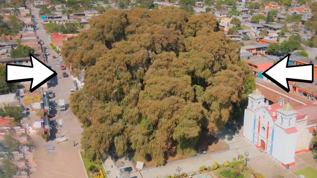 15 FATTEST Plants on Earth