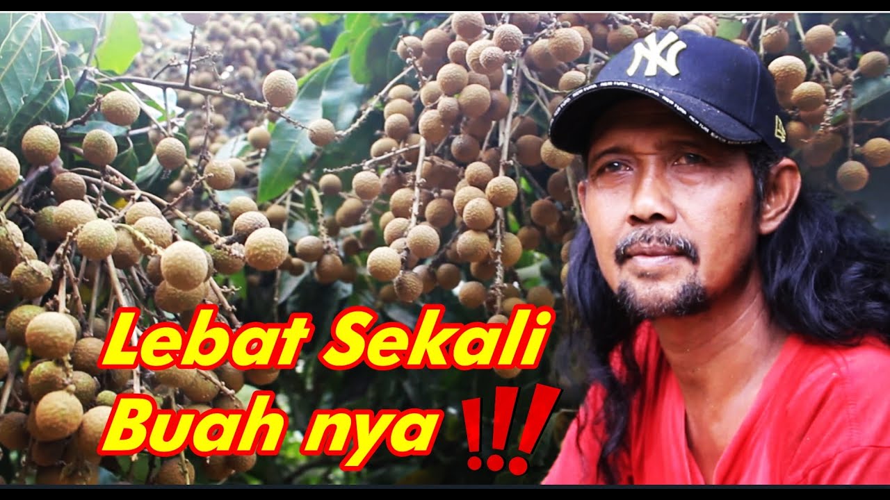 Kelengkeng ITOH agar berbuah lebat dan menghasilkan‼️Gubernur Lampung sampai berkunjung kesini.