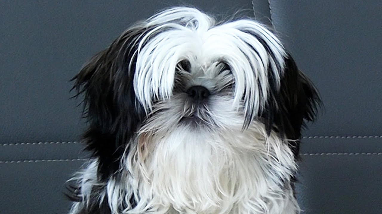 Puppy’s First Grooming! How to Build Trust, Brush, and Introduce Clippers the Right Way