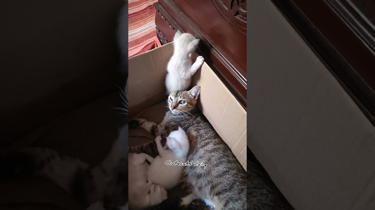 #Cats#CuteCats#CatLovers#FunnyCats#KittenLife#CatVideos