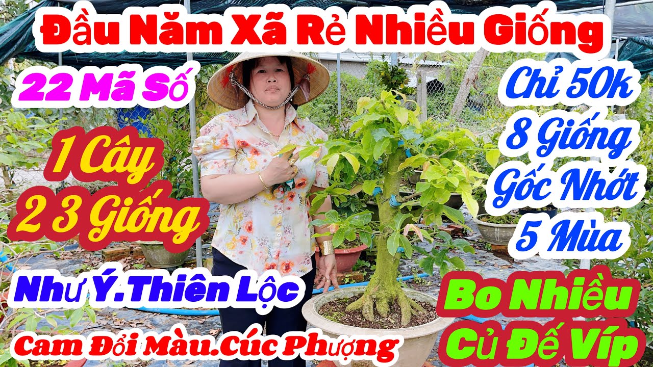 🌼M10(26/2)☎️0378 329282👉Gặp Hương🌲Mai Vàng Giá Rẻ🌲Chỉ 50k Nhiều Giống Già Mùa🌲22 Mã Số Mua 1 Được 2