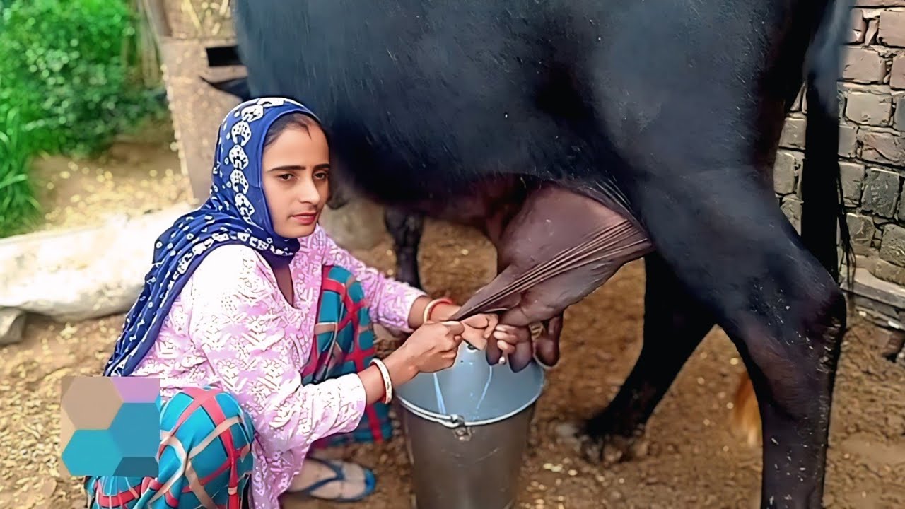 🌺village life vlog 🌿buffalo milking by hand👍