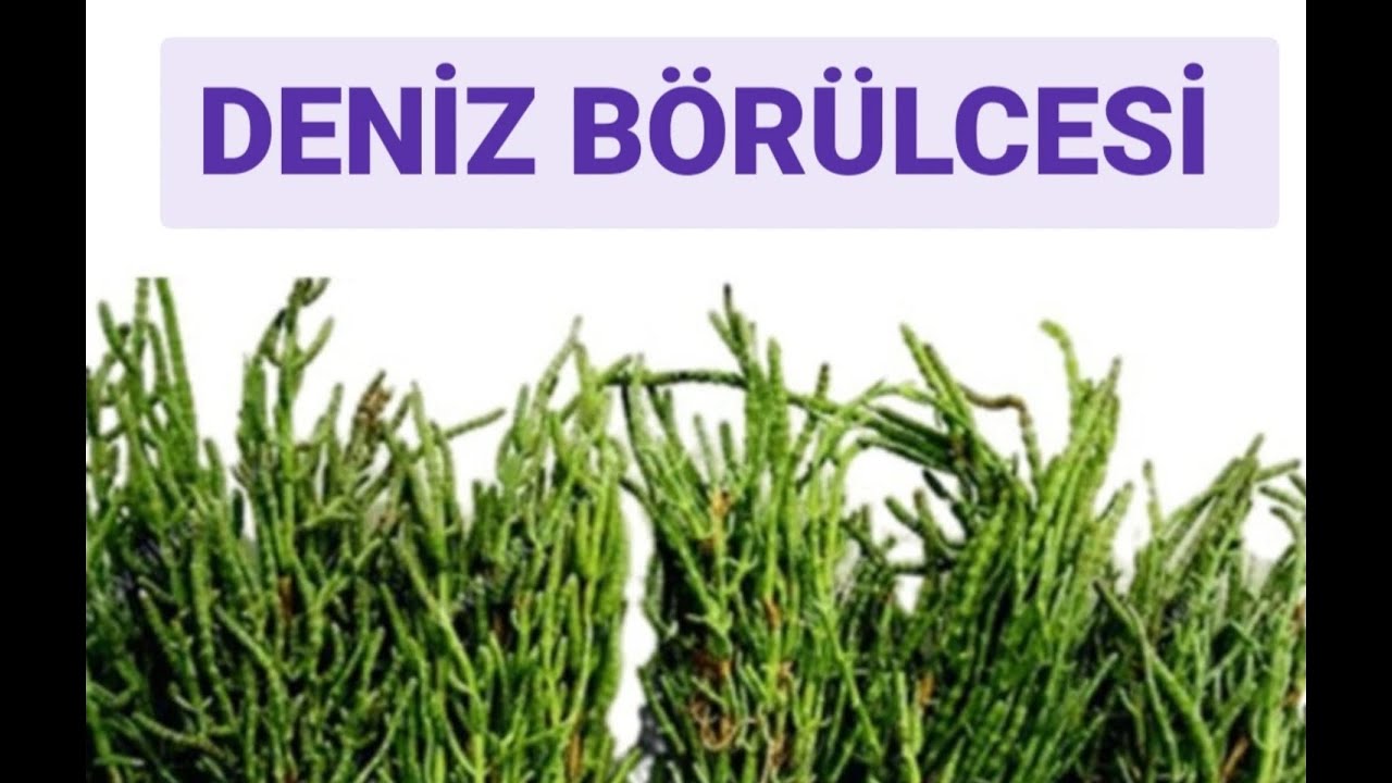 Deniz börülcesi salatası nasıl yapılır? 👌 Nasıl saklanır? 💥  Mükemmel bir meze'dir. 👍