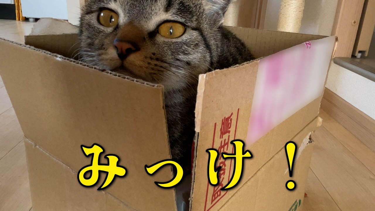 いいとこみっけ！猫のレモン