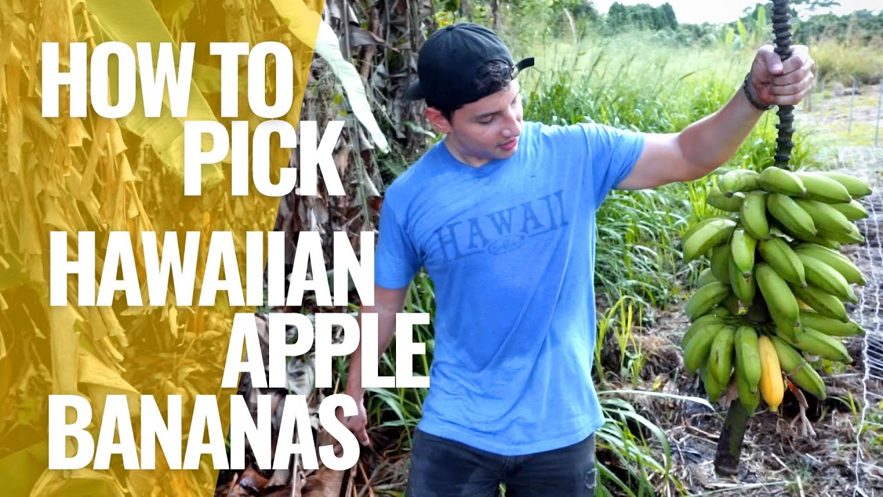 THE FARMSTEAD | Picking Apple Bananas (with Shawn & Julian) | Episode 3 BEHIND THE SCENES