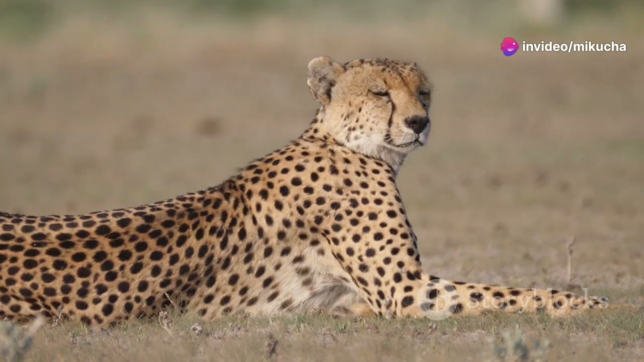The Secret Lives of Namibia&rsquo;s Cheetahs: Speed, Strategy, and Survival #animal2024 #wildlife