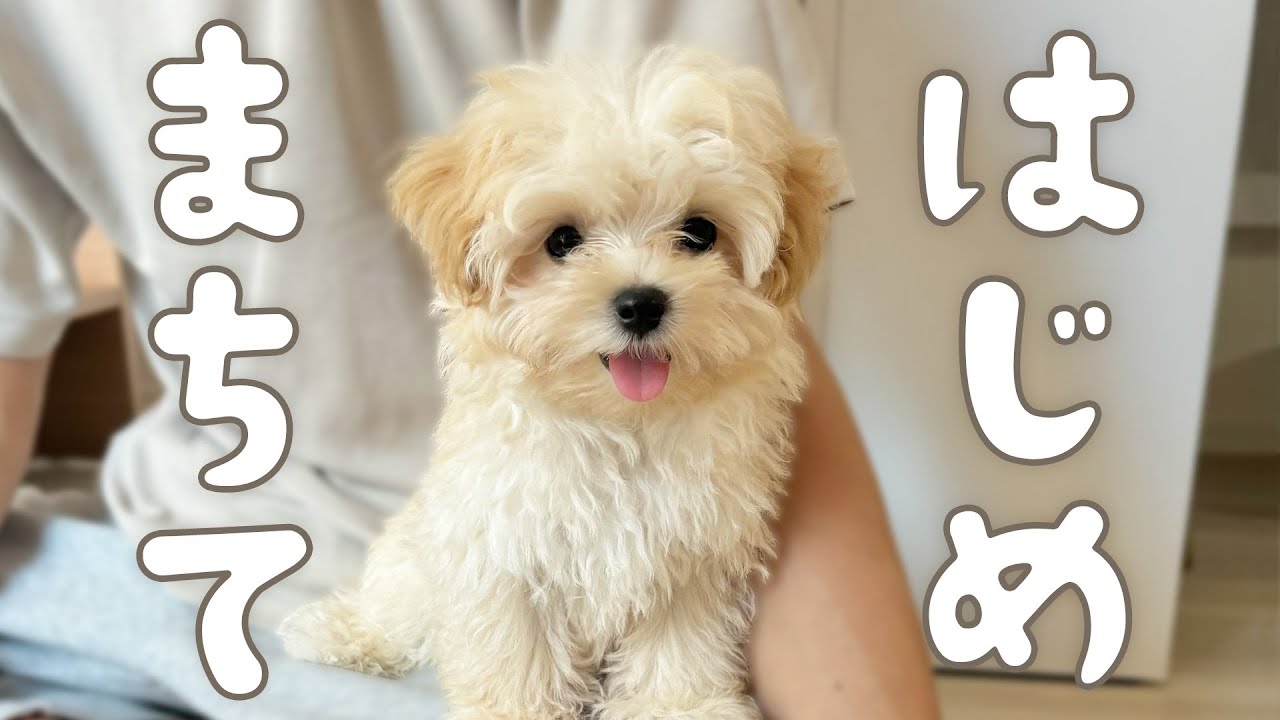 【お迎え初日】可愛すぎるマルプーの子犬が家族になりました【初投稿】