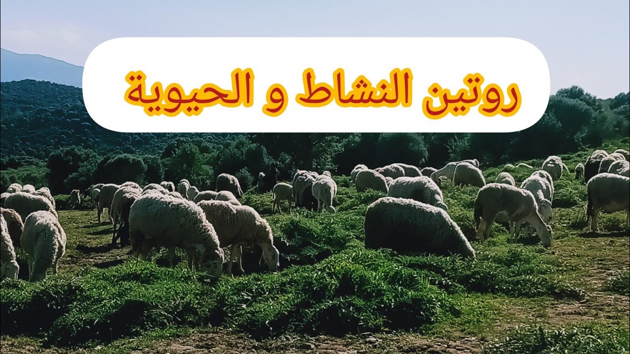 بدينا تحضيرات العيد🐏🕋شخشوخة الضفر  رجعتلكم بعد غياب مع روتينات النشاط و لفحالة