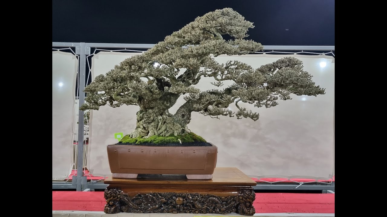 Kontes - Pameran Bonsai Nasional (PAMNAS) Bogor 