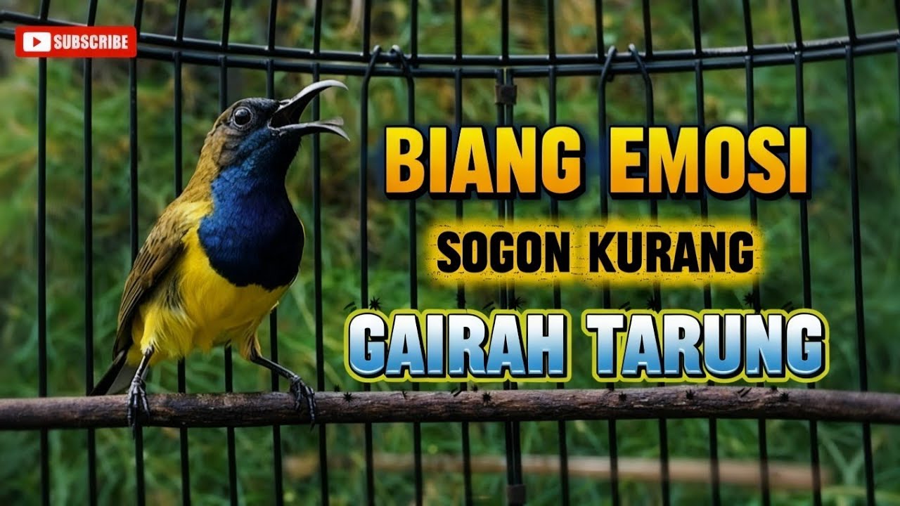 Biang emosi sogon ‼️ Pancingan sogon agar bunyi emosi ngleper #sogonemosi #sogongacor
