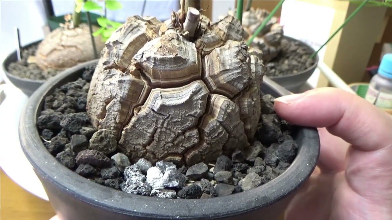 【バキバキボディ】亀甲竜初心者の栽培苗を全部見せます。Dioscorea elephantipes　塊根植物　ビザールプランツ　Succulents　多肉植物