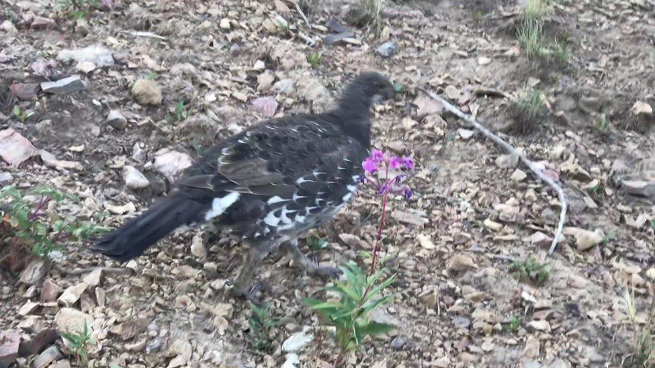 Bunsen Peak, Yellowstone National Park