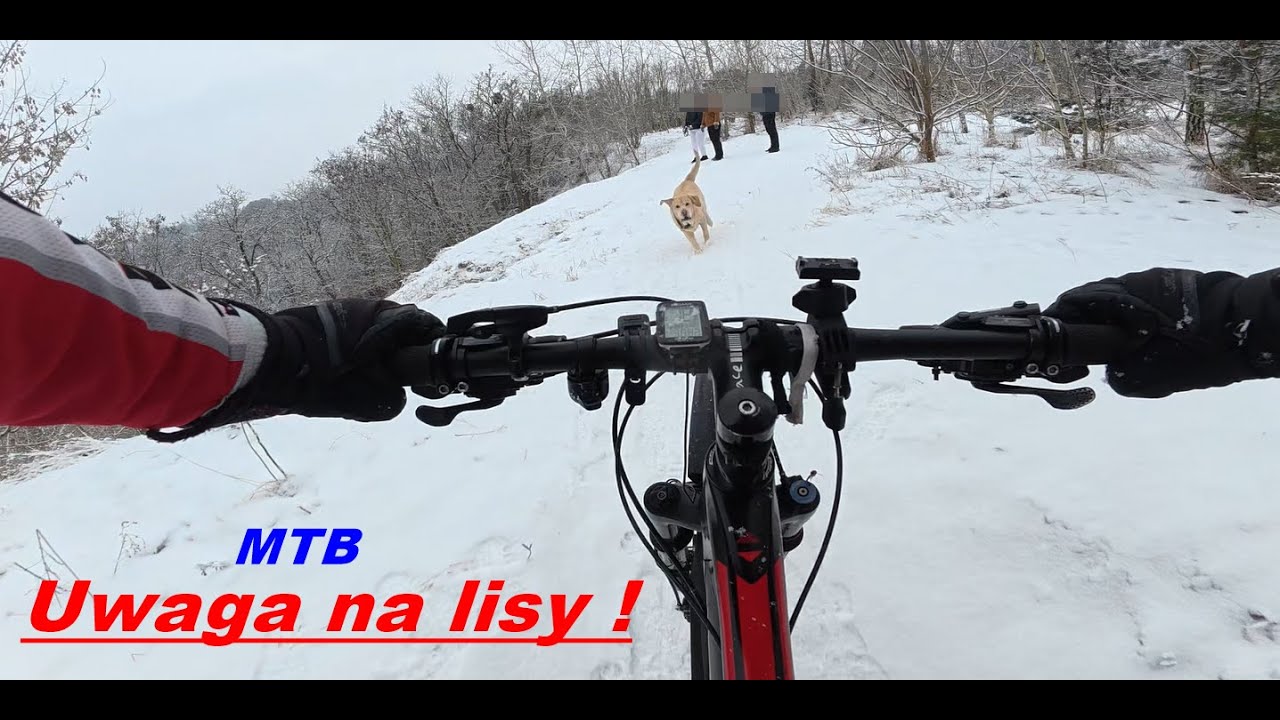 08.02.2026. Białe MTB & Labrador lub lis ?