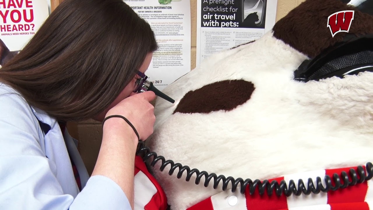 Bucky Goes to the Vet