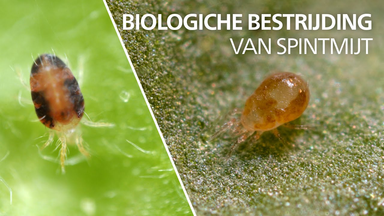 Bestrijding van spint - Neoseiulus californicus