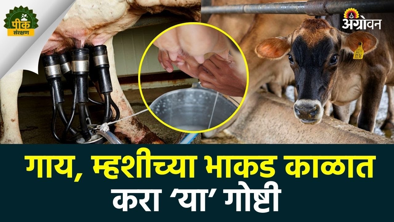 Animal Care: भाकड काळात असं करा नियोजन मिळेल भरपूर दूध| Agrowon | ॲग्रोवन