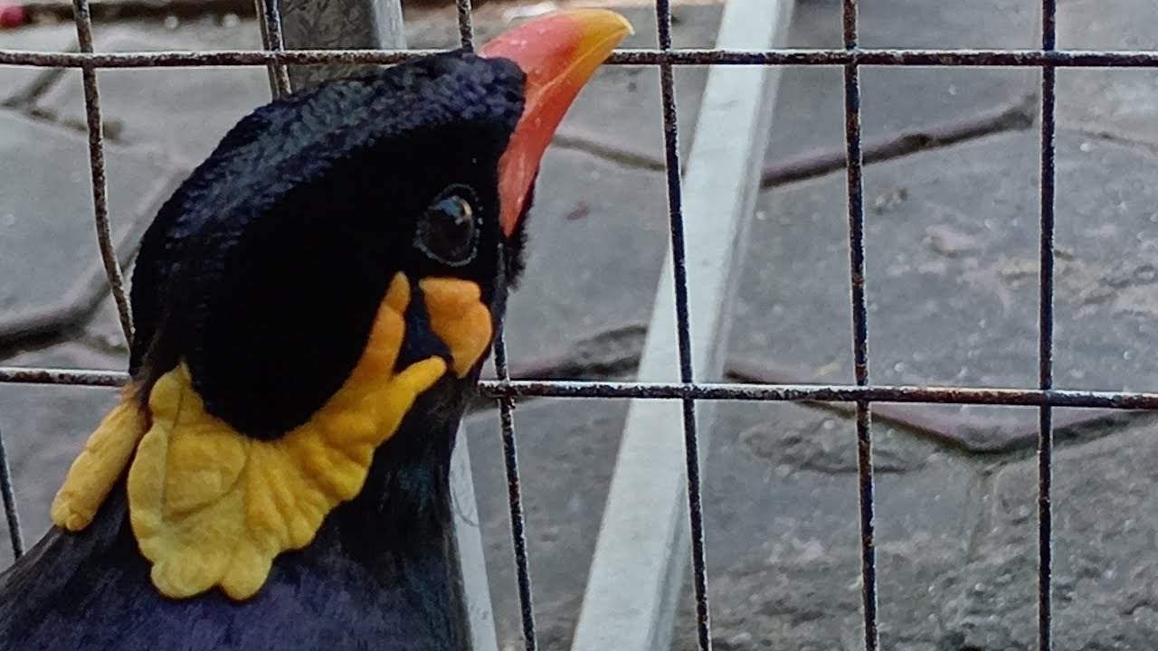 Sarika​ keo​ voung,​birds,​clip8​ full part3​ end. #birds,#pet,​#Talkingbirds,#smartbird, #BORABo. 