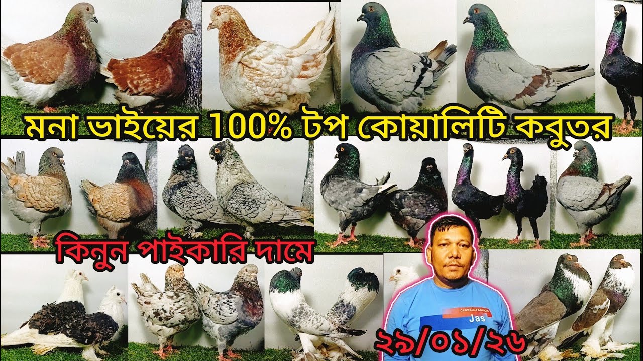 মনা ভাইয়ের ধামাকা 100% টপ কোয়ালিটি কবুতর কিনুন। 