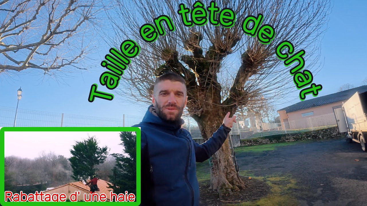 Taille en tête de chat/Rabattage d' une haie de Cyprès de leylandii #agriculture#taille#elagage