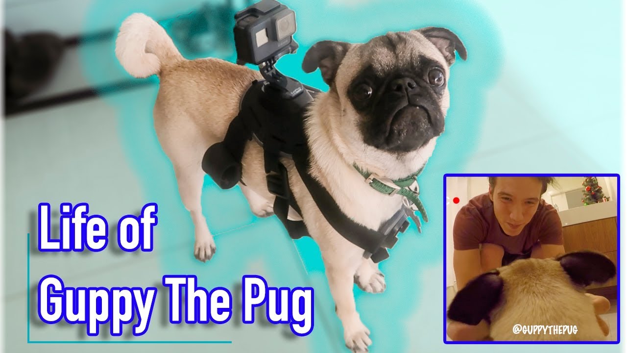 Guppy's First Vlog!! (Through a Pug's Eyes!)