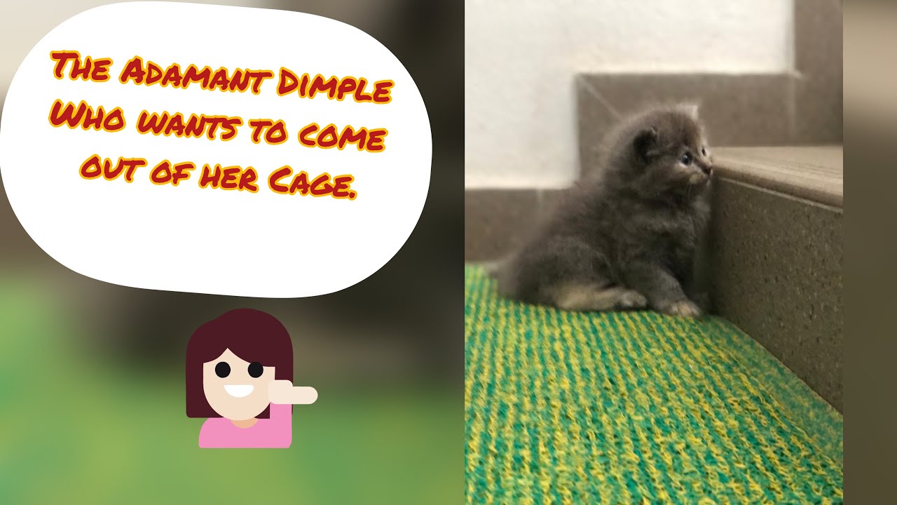 The adamant Dimple| The fur Family