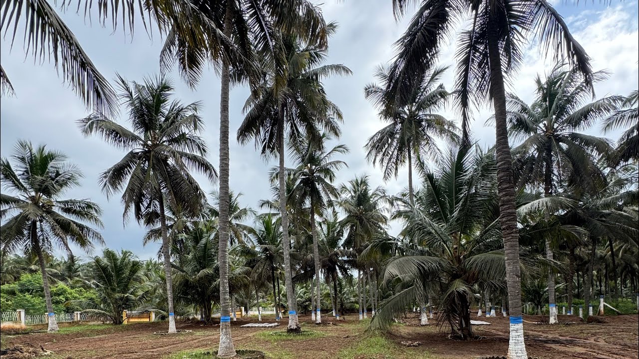 Premium Farmland for Sale in Kinathukadavu | Best Investment Near Coimbatore