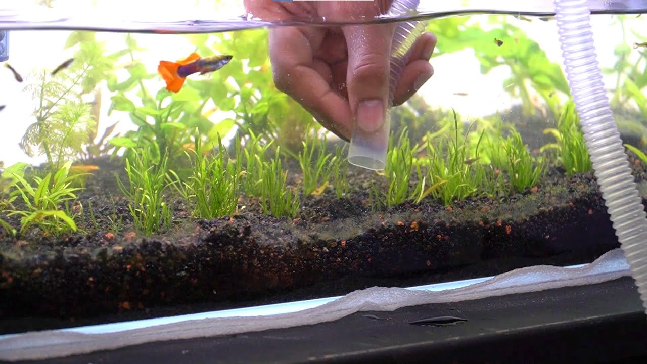 Planted  GUPPY and SHRIMP tank Maintenance